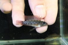 画像1: 【淡水魚】【通販】上物個体 No1 頬腹赤 新産地 アピストグラマ エリザベサエ リオネグロ産 ワイルド【１ペア 個体販売】（生体）（熱帯魚）NKAP (1)