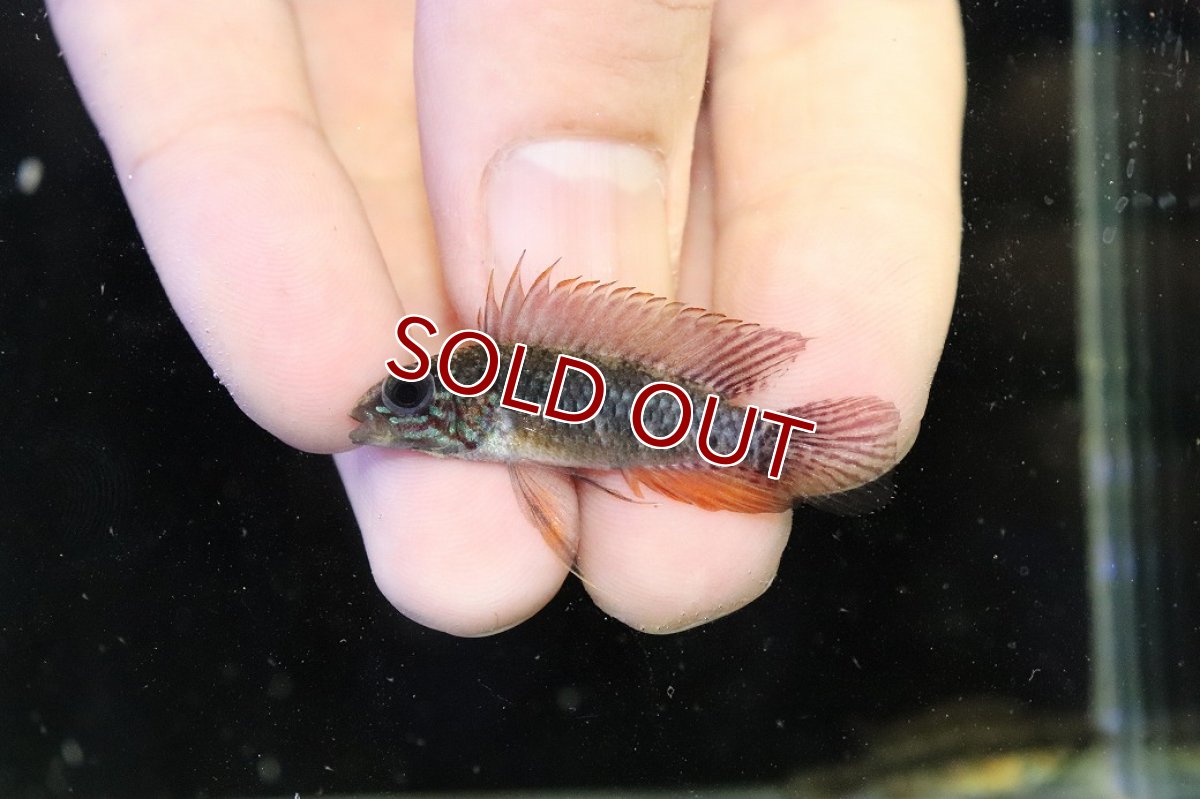 画像2: 【30%OFF対象商品30周年セール 淡水魚】【淡水魚】【通販】上物個体 No1 頬腹赤 新産地 アピストグラマ エリザベサエ リオネグロ産 ワイルド【１ペア 個体販売】（生体）（熱帯魚）NKAP (2)