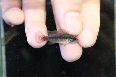 画像3: 【淡水魚】【通販】上物個体 No1 頬腹赤 新産地 アピストグラマ エリザベサエ リオネグロ産 ワイルド【１ペア 個体販売】（生体）（熱帯魚）NKAP (3)