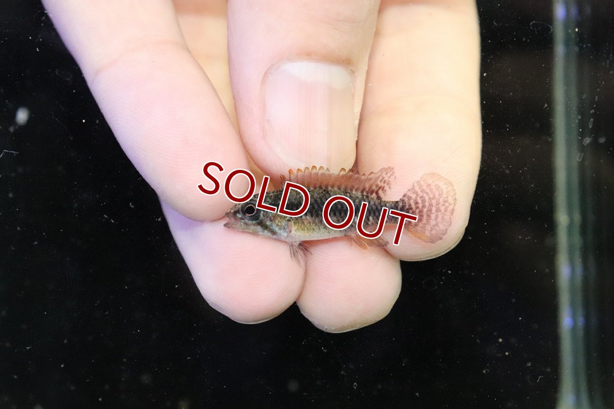 画像4: 【30%OFF対象商品30周年セール 淡水魚】【淡水魚】【通販】上物個体 No1 頬腹赤 新産地 アピストグラマ エリザベサエ リオネグロ産 ワイルド【１ペア 個体販売】（生体）（熱帯魚）NKAP (4)