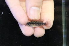 画像4: 【淡水魚】【通販】上物個体 No1 頬腹赤 新産地 アピストグラマ エリザベサエ リオネグロ産 ワイルド【１ペア 個体販売】（生体）（熱帯魚）NKAP (4)