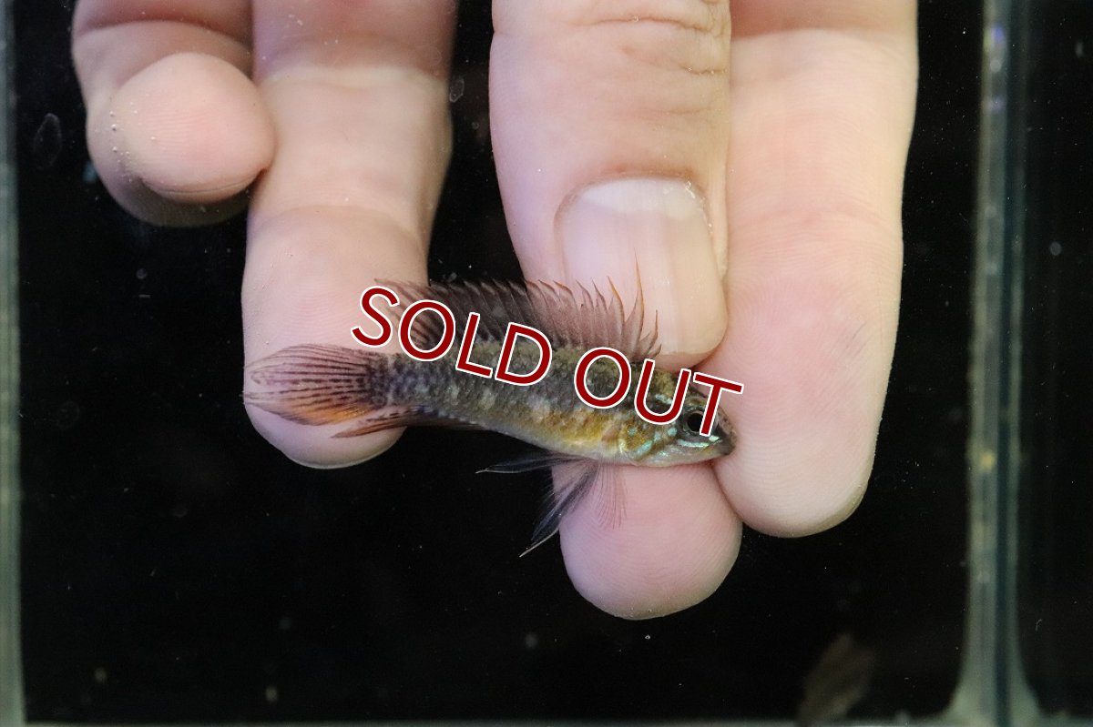 画像1: 【淡水魚】【通販】極上個体 No2 頬腹赤 新産地 アピストグラマ エリザベサエ リオネグロ産 ワイルド【１ペア 個体販売】（生体）（熱帯魚）NKAP (1)