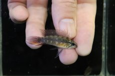 画像1: 【淡水魚】【通販】極上個体 No2 頬腹赤 新産地 アピストグラマ エリザベサエ リオネグロ産 ワイルド【１ペア 個体販売】（生体）（熱帯魚）NKAP (1)