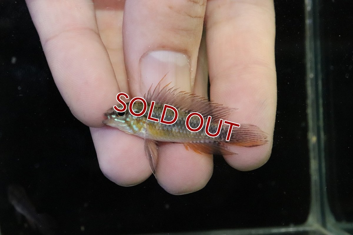 画像2: 【淡水魚】【通販】極上個体 No2 頬腹赤 新産地 アピストグラマ エリザベサエ リオネグロ産 ワイルド【１ペア 個体販売】（生体）（熱帯魚）NKAP (2)