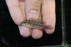 画像2: 【淡水魚】【通販】極上個体 No2 頬腹赤 新産地 アピストグラマ エリザベサエ リオネグロ産 ワイルド【１ペア 個体販売】（生体）（熱帯魚）NKAP (2)