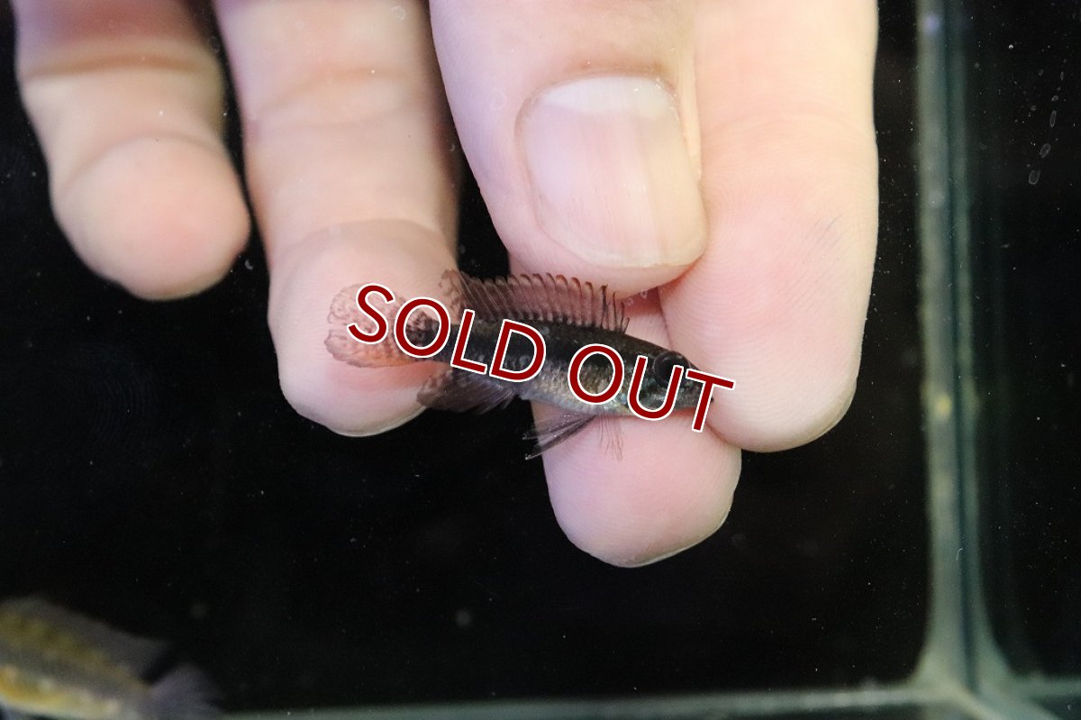 画像3: 【淡水魚】【通販】極上個体 No2 頬腹赤 新産地 アピストグラマ エリザベサエ リオネグロ産 ワイルド【１ペア 個体販売】（生体）（熱帯魚）NKAP (3)