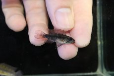 画像3: 【淡水魚】【通販】極上個体 No2 頬腹赤 新産地 アピストグラマ エリザベサエ リオネグロ産 ワイルド【１ペア 個体販売】（生体）（熱帯魚）NKAP (3)
