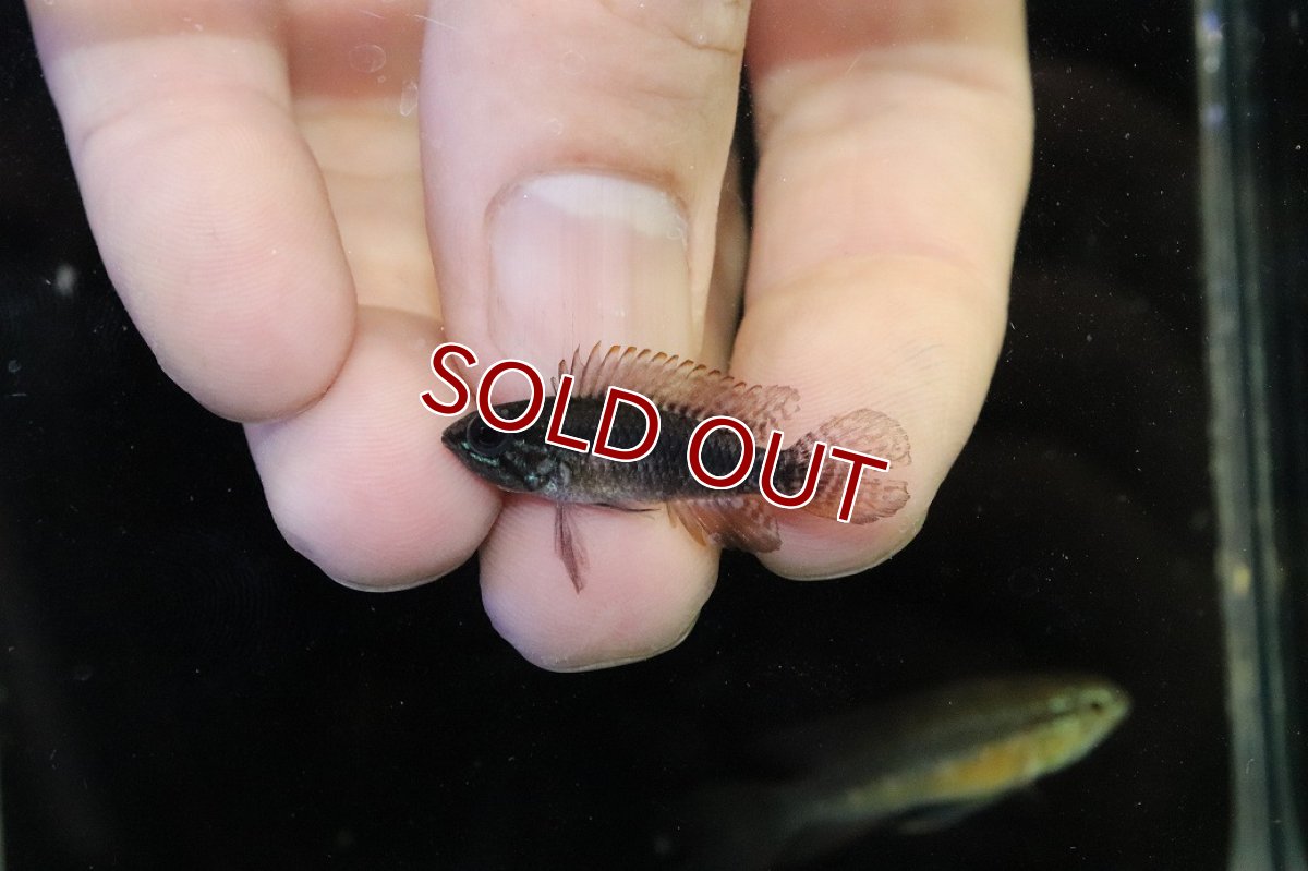 画像4: 【淡水魚】【通販】極上個体 No2 頬腹赤 新産地 アピストグラマ エリザベサエ リオネグロ産 ワイルド【１ペア 個体販売】（生体）（熱帯魚）NKAP (4)