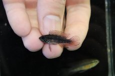 画像4: 【淡水魚】【通販】極上個体 No2 頬腹赤 新産地 アピストグラマ エリザベサエ リオネグロ産 ワイルド【１ペア 個体販売】（生体）（熱帯魚）NKAP (4)