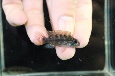 画像1: 【淡水魚】【通販】アピストグラマ ブライドビンデン リオネグロ産 ワイルド【１ペア 個体販売】(アピストグラマ)（生体）（熱帯魚）NKAP (1)