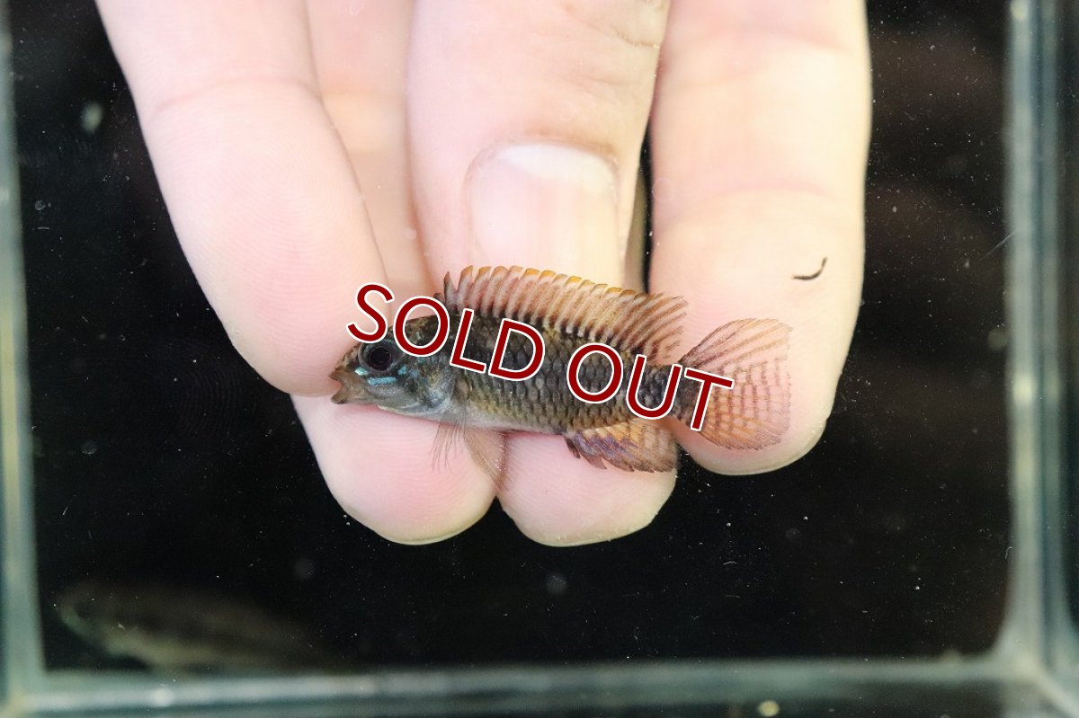 画像2: 【淡水魚】【通販】アピストグラマ ブライドビンデン リオネグロ産 ワイルド【１ペア 個体販売】(アピストグラマ)（生体）（熱帯魚）NKAP (2)