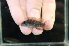 画像2: 【淡水魚】【通販】アピストグラマ ブライドビンデン リオネグロ産 ワイルド【１ペア 個体販売】(アピストグラマ)（生体）（熱帯魚）NKAP (2)