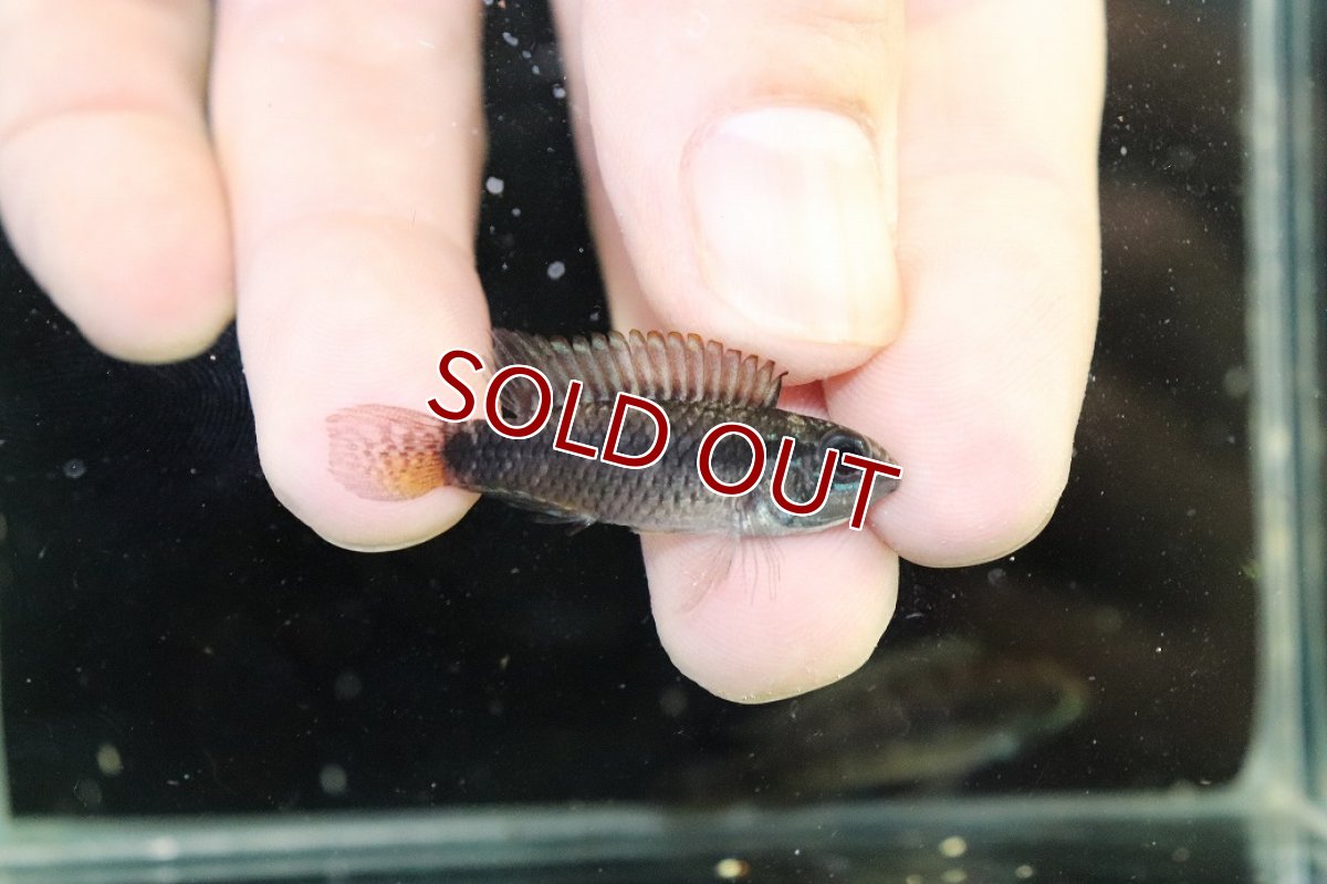 画像3: 【淡水魚】【通販】アピストグラマ ブライドビンデン リオネグロ産 ワイルド【１ペア 個体販売】(アピストグラマ)（生体）（熱帯魚）NKAP (3)