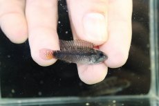 画像3: 【淡水魚】【通販】アピストグラマ ブライドビンデン リオネグロ産 ワイルド【１ペア 個体販売】(アピストグラマ)（生体）（熱帯魚）NKAP (3)