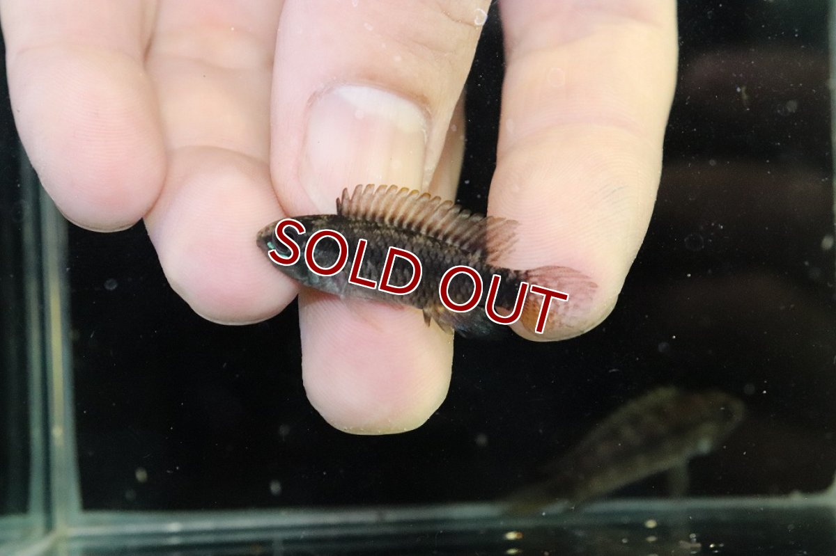 画像4: 【淡水魚】【通販】アピストグラマ ブライドビンデン リオネグロ産 ワイルド【１ペア 個体販売】(アピストグラマ)（生体）（熱帯魚）NKAP (4)