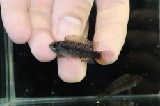 画像4: 【淡水魚】【通販】アピストグラマ ブライドビンデン リオネグロ産 ワイルド【１ペア 個体販売】(アピストグラマ)（生体）（熱帯魚）NKAP (4)