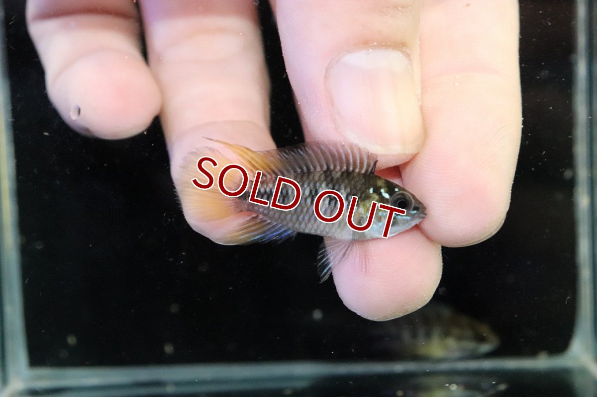 画像1: 【30%OFF対象商品30周年セール 淡水魚】【淡水魚】【通販】レア産地 No1 アピストグラマ ボレリー パンタナール ポコネ産 ワイルド【１ペア 個体販売】（生体）（熱帯魚）NKAP (1)