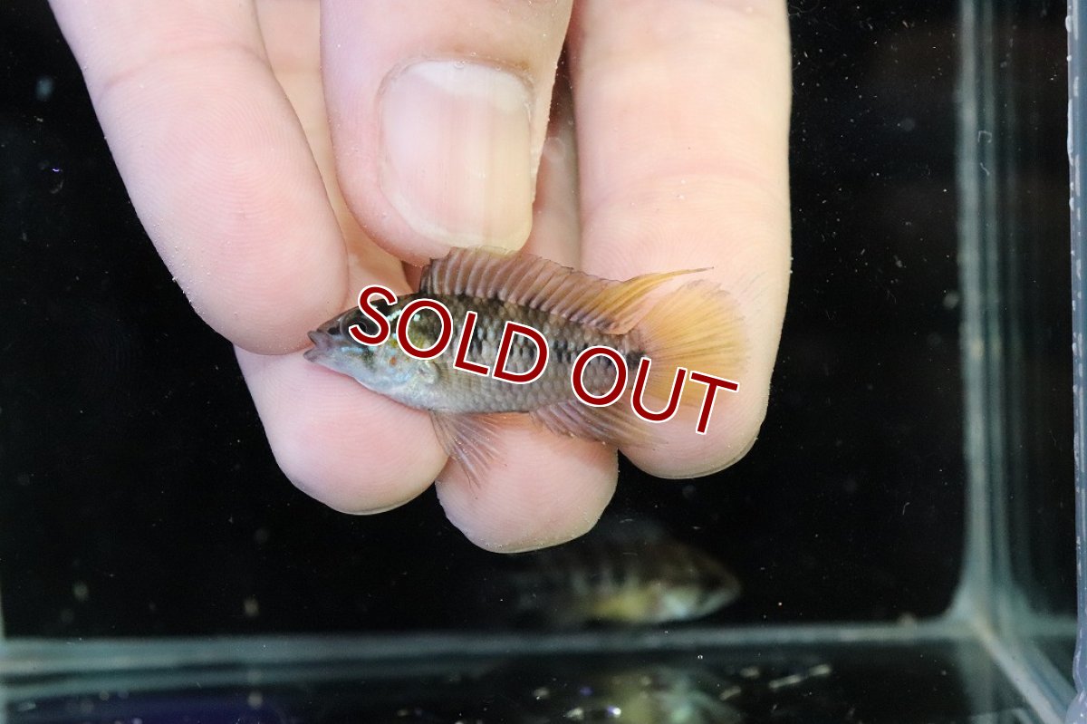 画像2: 【30%OFF対象商品30周年セール 淡水魚】【淡水魚】【通販】レア産地 No1 アピストグラマ ボレリー パンタナール ポコネ産 ワイルド【１ペア 個体販売】（生体）（熱帯魚）NKAP (2)