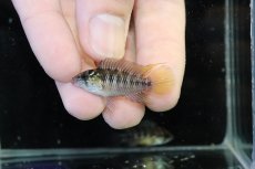 画像2: 【淡水魚】【通販】レア産地 No1 アピストグラマ ボレリー パンタナール ポコネ産 ワイルド【１ペア 個体販売】（生体）（熱帯魚）NKAP (2)