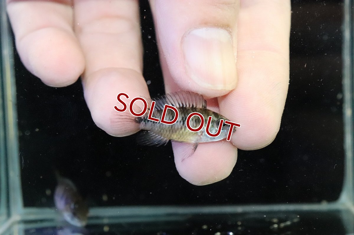 画像3: 【30%OFF対象商品30周年セール 淡水魚】【淡水魚】【通販】レア産地 No1 アピストグラマ ボレリー パンタナール ポコネ産 ワイルド【１ペア 個体販売】（生体）（熱帯魚）NKAP (3)