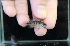 画像3: 【淡水魚】【通販】レア産地 No1 アピストグラマ ボレリー パンタナール ポコネ産 ワイルド【１ペア 個体販売】（生体）（熱帯魚）NKAP (3)