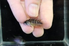 画像4: 【淡水魚】【通販】レア産地 No1 アピストグラマ ボレリー パンタナール ポコネ産 ワイルド【１ペア 個体販売】（生体）（熱帯魚）NKAP (4)