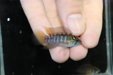 画像1: 【淡水魚】【通販】レア産地 No1 アピストグラマ ボレリー パンタナール ポコネ産 ワイルド【１ペア 個体販売】（生体）（熱帯魚）NKAP (1)