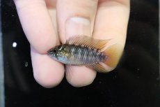 画像2: 【淡水魚】【通販】レア産地 No1 アピストグラマ ボレリー パンタナール ポコネ産 ワイルド【１ペア 個体販売】（生体）（熱帯魚）NKAP (2)