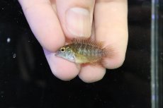 画像4: 【淡水魚】【通販】レア産地 No1 アピストグラマ ボレリー パンタナール ポコネ産 ワイルド【１ペア 個体販売】（生体）（熱帯魚）NKAP (4)