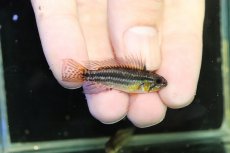 画像1: 【淡水魚】【通販】レア産地 No1 アピストグラマ ビタエニアータ テフェ産 ワイルド【1ペア 個体販売】(アピストグラマ(生体)(熱帯魚)NKAP (1)