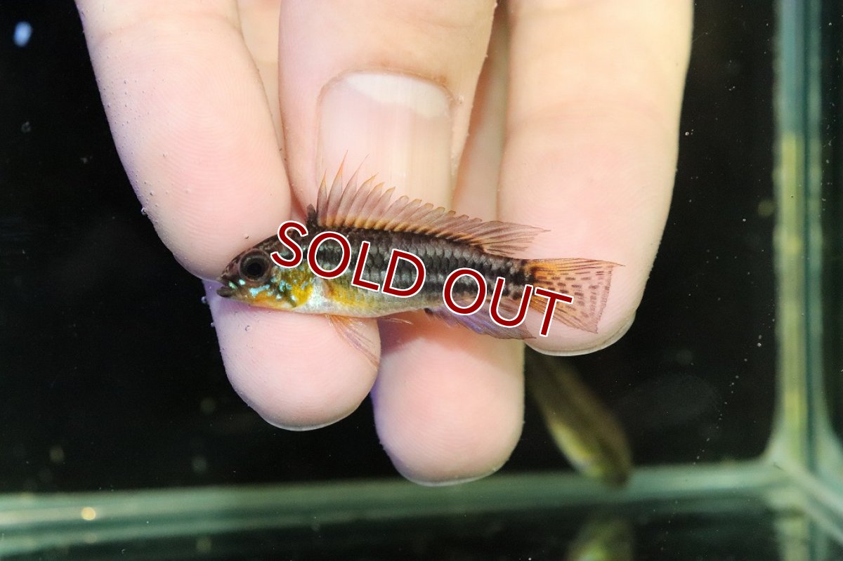 画像2: 【淡水魚】【通販】レア産地 No1 アピストグラマ ビタエニアータ テフェ産 ワイルド【1ペア 個体販売】(アピストグラマ(生体)(熱帯魚)NKAP (2)