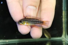 画像2: 【淡水魚】【通販】レア産地 No1 アピストグラマ ビタエニアータ テフェ産 ワイルド【1ペア 個体販売】(アピストグラマ(生体)(熱帯魚)NKAP (2)