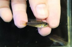 画像3: 【淡水魚】【通販】レア産地 No1 アピストグラマ ビタエニアータ テフェ産 ワイルド【1ペア 個体販売】(アピストグラマ(生体)(熱帯魚)NKAP (3)