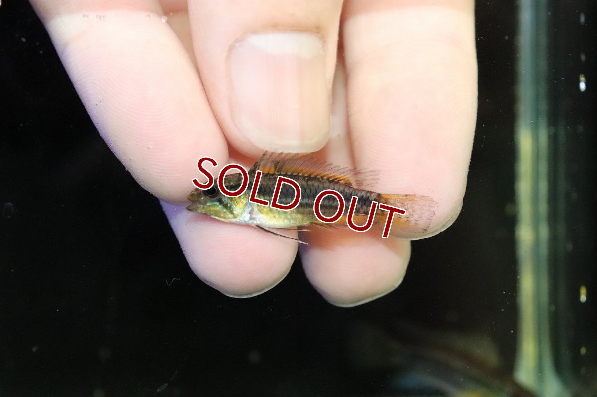 画像4: 【淡水魚】【通販】レア産地 No1 アピストグラマ ビタエニアータ テフェ産 ワイルド【1ペア 個体販売】(アピストグラマ(生体)(熱帯魚)NKAP (4)