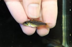 画像4: 【淡水魚】【通販】レア産地 No1 アピストグラマ ビタエニアータ テフェ産 ワイルド【1ペア 個体販売】(アピストグラマ(生体)(熱帯魚)NKAP (4)