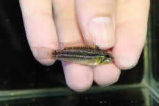 画像1: 【淡水魚】【通販】レア産地 No2 アピストグラマ ビタエニアータ テフェ産 ワイルド【1ペア 個体販売】(アピストグラマ(生体)(熱帯魚)NKAP (1)