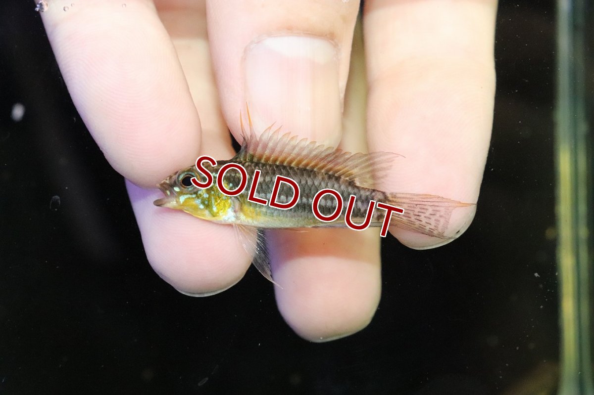 画像2: 【30%OFF対象商品30周年セール 淡水魚】【淡水魚】【通販】レア産地 No2 アピストグラマ ビタエニアータ テフェ産 ワイルド【1ペア 個体販売】(アピストグラマ(生体)(熱帯魚)NKAP (2)