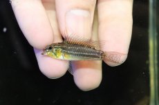 画像2: 【淡水魚】【通販】レア産地 No2 アピストグラマ ビタエニアータ テフェ産 ワイルド【1ペア 個体販売】(アピストグラマ(生体)(熱帯魚)NKAP (2)