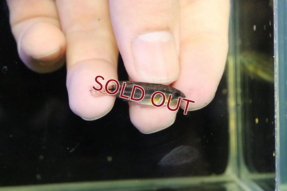 画像3: 【30%OFF対象商品30周年セール 淡水魚】【淡水魚】【通販】レア産地 No2 アピストグラマ ビタエニアータ テフェ産 ワイルド【1ペア 個体販売】(アピストグラマ(生体)(熱帯魚)NKAP (3)