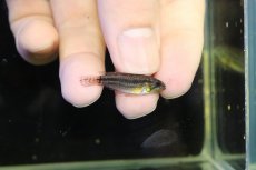 画像3: 【淡水魚】【通販】レア産地 No2 アピストグラマ ビタエニアータ テフェ産 ワイルド【1ペア 個体販売】(アピストグラマ(生体)(熱帯魚)NKAP (3)