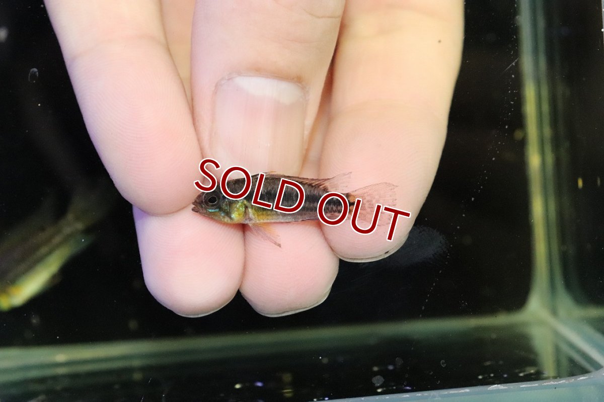 画像4: 【30%OFF対象商品30周年セール 淡水魚】【淡水魚】【通販】レア産地 No2 アピストグラマ ビタエニアータ テフェ産 ワイルド【1ペア 個体販売】(アピストグラマ(生体)(熱帯魚)NKAP (4)