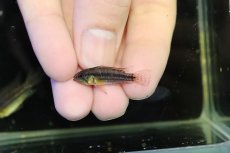 画像4: 【淡水魚】【通販】レア産地 No2 アピストグラマ ビタエニアータ テフェ産 ワイルド【1ペア 個体販売】(アピストグラマ(生体)(熱帯魚)NKAP (4)