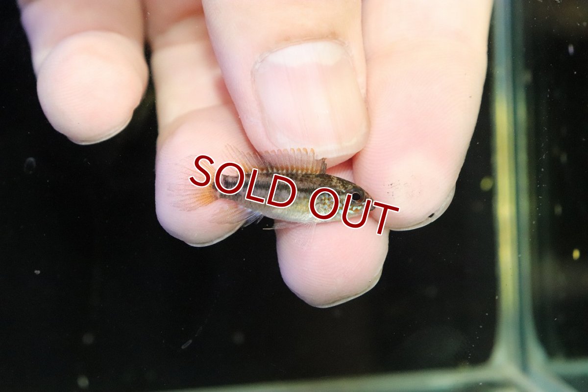 画像1: 【淡水魚】【通販】No1 アピストグラマ ディアマンテ イタヤ産 ワイルド【1ペア 個体販売】(アピストグラマ)(生体)(熱帯魚)NKAP (1)