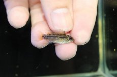 画像1: 【淡水魚】【通販】No1 アピストグラマ ディアマンテ イタヤ産 ワイルド【1ペア 個体販売】(アピストグラマ)(生体)(熱帯魚)NKAP (1)