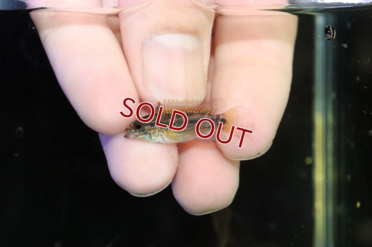 画像2: 【淡水魚】【通販】No1 アピストグラマ ディアマンテ イタヤ産 ワイルド【1ペア 個体販売】(アピストグラマ)(生体)(熱帯魚)NKAP (2)