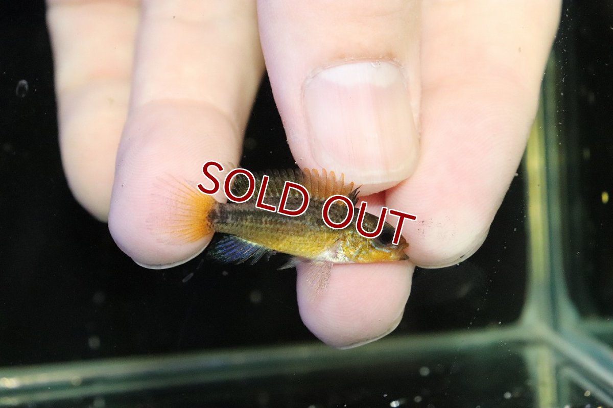 画像3: 【淡水魚】【通販】No1 アピストグラマ ディアマンテ イタヤ産 ワイルド【1ペア 個体販売】(アピストグラマ)(生体)(熱帯魚)NKAP (3)