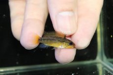 画像3: 【淡水魚】【通販】No1 アピストグラマ ディアマンテ イタヤ産 ワイルド【1ペア 個体販売】(アピストグラマ)(生体)(熱帯魚)NKAP (3)