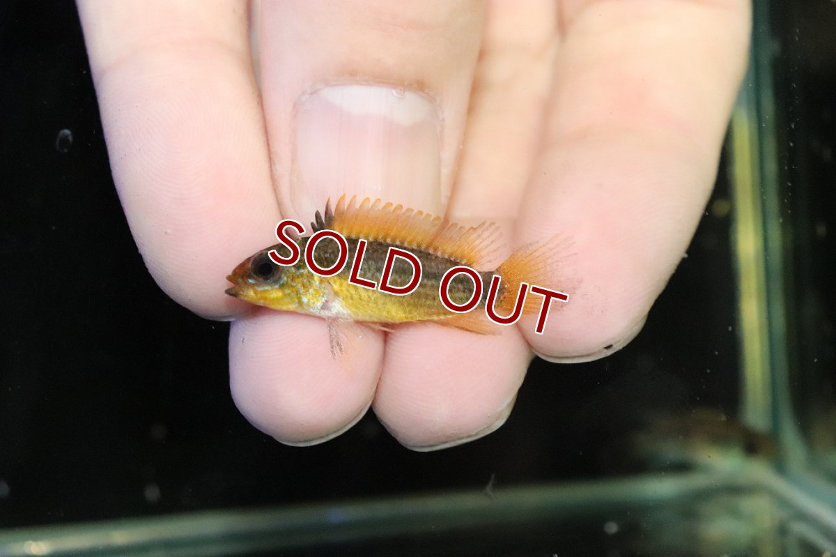 画像4: 【淡水魚】【通販】No1 アピストグラマ ディアマンテ イタヤ産 ワイルド【1ペア 個体販売】(アピストグラマ)(生体)(熱帯魚)NKAP (4)