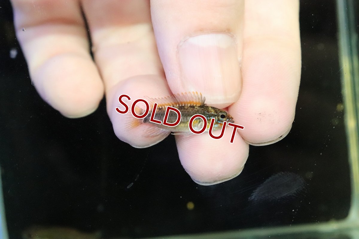 画像1: 【淡水魚】【通販】No2 アピストグラマ ディアマンテ イタヤ産 ワイルド【1ペア 個体販売】(アピストグラマ)(生体)(熱帯魚)NKAP (1)