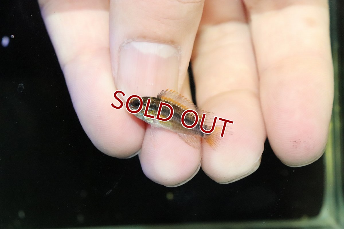 画像2: 【淡水魚】【通販】No2 アピストグラマ ディアマンテ イタヤ産 ワイルド【1ペア 個体販売】(アピストグラマ)(生体)(熱帯魚)NKAP (2)